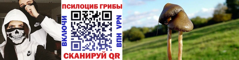где купить Осинники Псилоцибиновые грибы прущие грибы